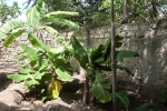 soroptimist-bananenstauden